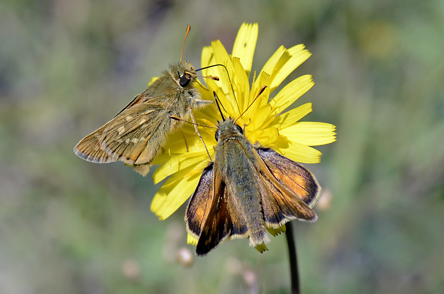 Presentazione Hesperia comma